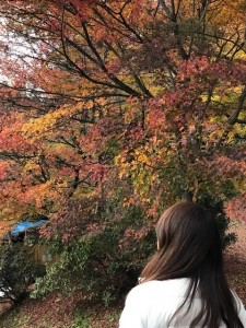 紅葉　Scene　豊橋市