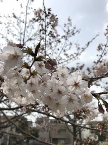 桜　豊橋　美容室　SCENE　シーン